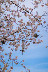 京都府 淀川河川公園背割堤地区の桜と春景色