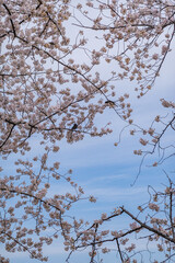 京都府 淀川河川公園背割堤地区の桜と春景色