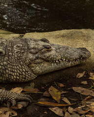 Cocodrilo.