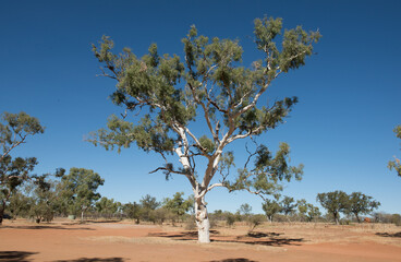 Ghost gum tree in the desert country of Western Australia.