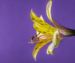 Yellow Peruvian Lily, side view close up
