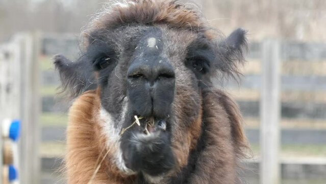 Funny llama animal face close-up chewing looks like talking insert speech