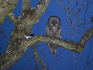 Great Gray Owl portrait at night on dark blue sky