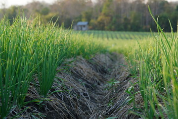 A garden where onions are planted in an agricultural plot