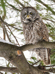 Barred Owl portrait on spruce tree in winter