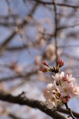 桜のある風景