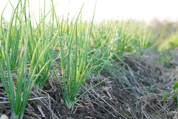 A garden where onions are planted in an agricultural plot