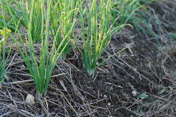 A garden where onions are planted in an agricultural plot