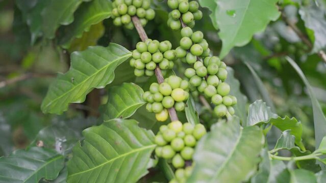 Green Coffee beans growing on Coffee tree branch, Coffee beans and leaves. Robusta beans coffee on the branch plantation in Thailand, Business and agriculture concept. Footage b roll.