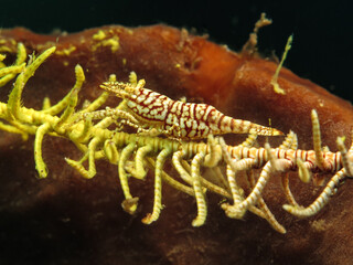 Crinoid tiger shrimp from Bali