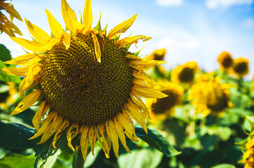 Close up of a Sunflower in a field of sunflowers 