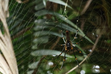 spider on web