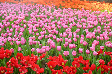beautiful tulip in the garden, natural background