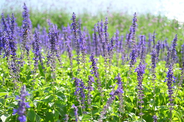 Obraz premium beautiful lavender field, natural background