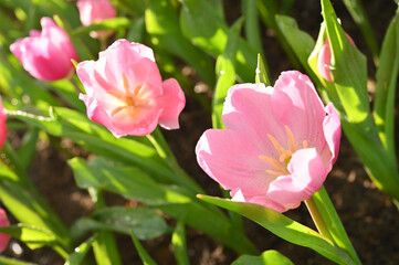 beautiful pink tulip in the garden, natural background