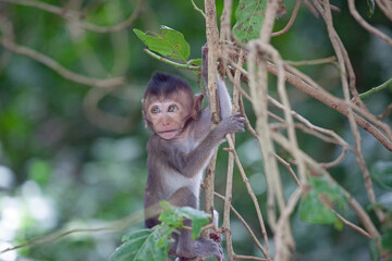 可愛いサル
