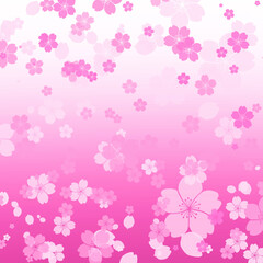 Obraz na płótnie Canvas 桜の花の壁紙、ピンク色の花の背景イラスト、満開の桜の花模様、ピンク色の花模様、桜吹雪の背景イラスト