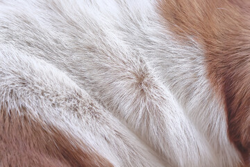 Texture fur dog white brown smooth patterns on background