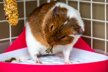 Guinea pig grooming herself by cleaning fur and whiskers