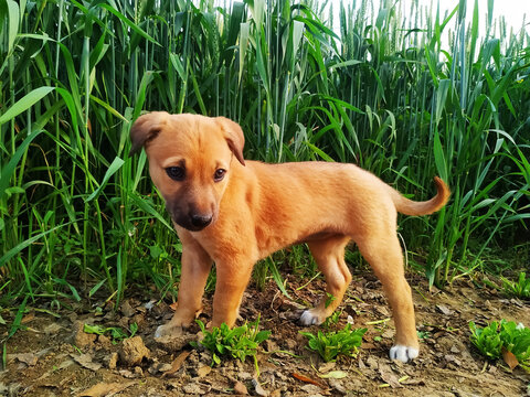 Adorable puppy standing in the green grass. Little dog in the field.