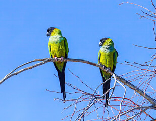 Black Hoodeed Nanday Parakeet Parrot bird sitting in a tree branch with spring buds in the wild California