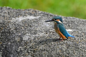 岩にとまってくつろぐカワセミ幼鳥オス