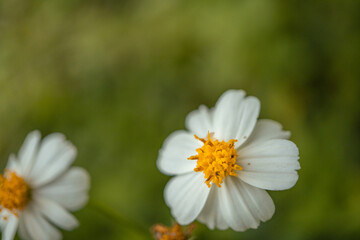 Fototapeta premium Macro photo of meadow flower white, pink yellow and violet color. The photo is suitable to use for nature flower background, poster and advertising.