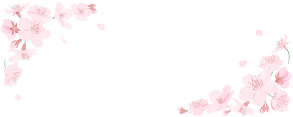 水彩風の桜の花と花びらのフレーム　白背景
