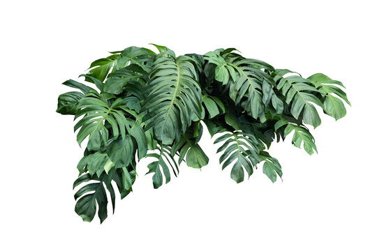 Fototapeta Philodendron plant grow in rain forest