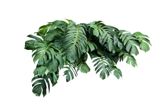 Philodendron plant grow in rain forest