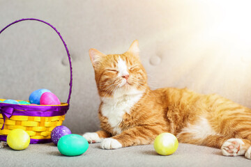 Fototapeta na wymiar Cute red cat with basket of Easter eggs lying on sofa