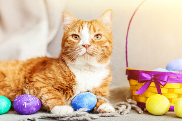 Fototapeta na wymiar Cute red cat with Easter eggs lying on sofa