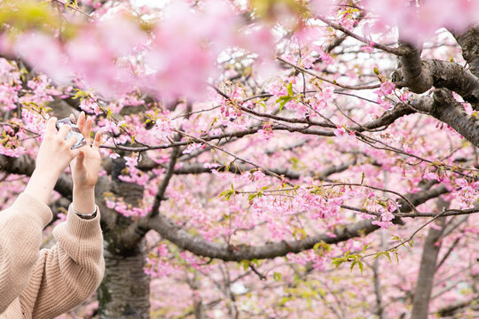 cherry blossom　picture