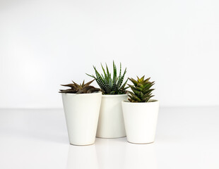 Hawothia succulents in cute white pots isolated on white background