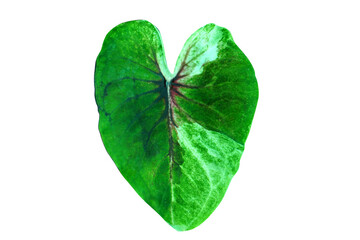 Fototapeta premium beautiful Caladium bicolor leaves