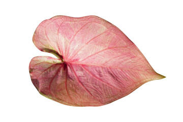 beautiful Caladium bicolor leaves