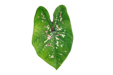 beautiful Caladium bicolor leaves