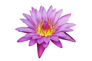 Purple lotus used to worship Buddha