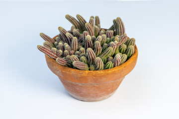 Echinopsis chamaecereus peanut cactus in clay pot on white background