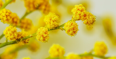 Sprigs of mimosa on a white background. Spring concept