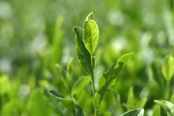 茶の若葉