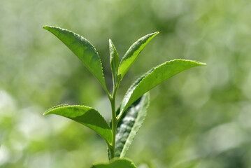 茶の若葉
