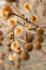 Plane tree fruits in early spring