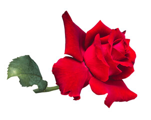 closeup of one red rose fresh blossom beauty flower on an isolated white background with a clipping path or cutout.use for decoration in love event, Valentine's festival, and romantic wedding card.