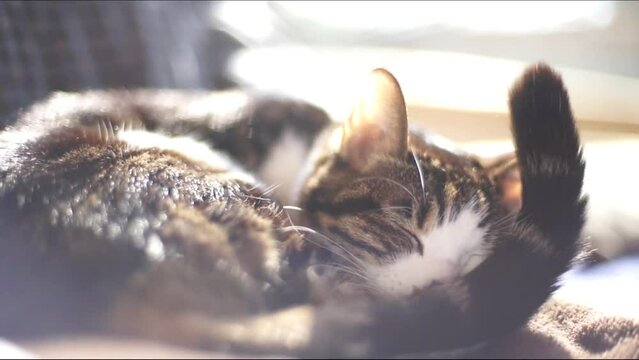 陽だまりでしっぽを振りながらまどろむキジ猫