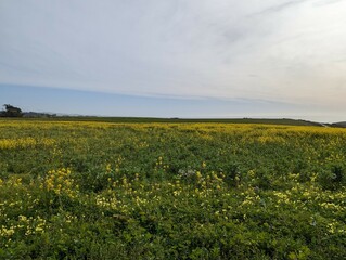 Fototapeta premium Half Moon Bay farmland, farm field landscape, wildflower farm field, Half Moon Bay coastal farm field