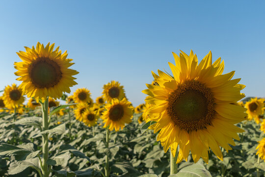 Beautiful field of non-GMO sunflowers. Focus on foreground, high quality photo