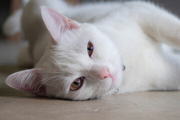Fototapeta na wymiar White cat lying on the floor in the living room, Thailand.