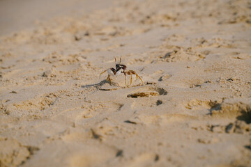 little crab closeup walking along the beach sand