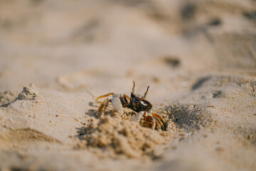 little crab closeup walking along the beach sand